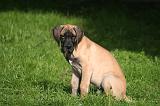 DOGUE ALLEMAND 794
